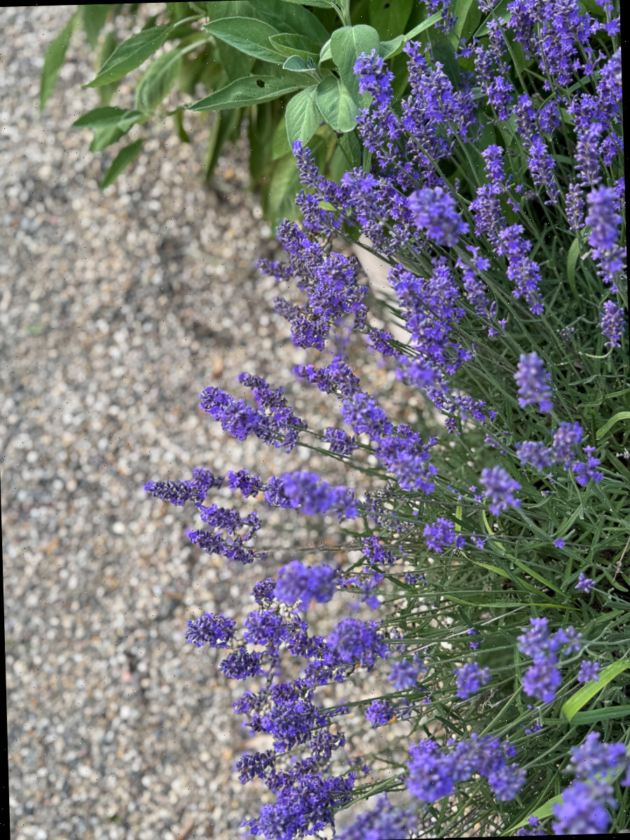 Linda lavanda no jardim de verão