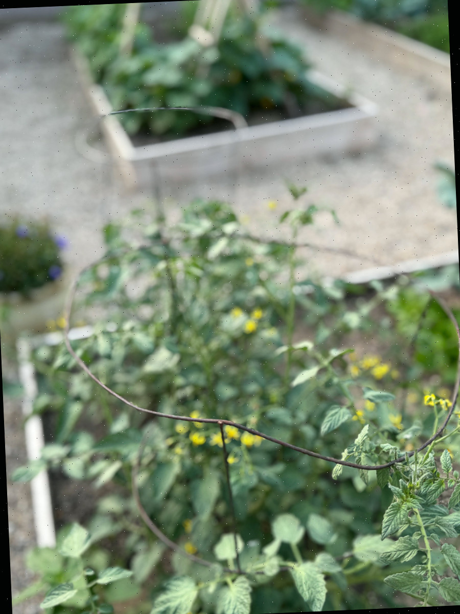 tomates no jardim de verão