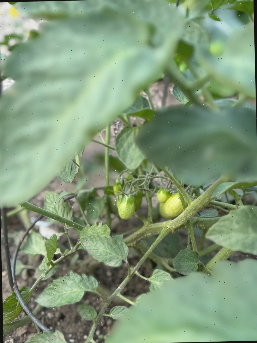 tomates da horta