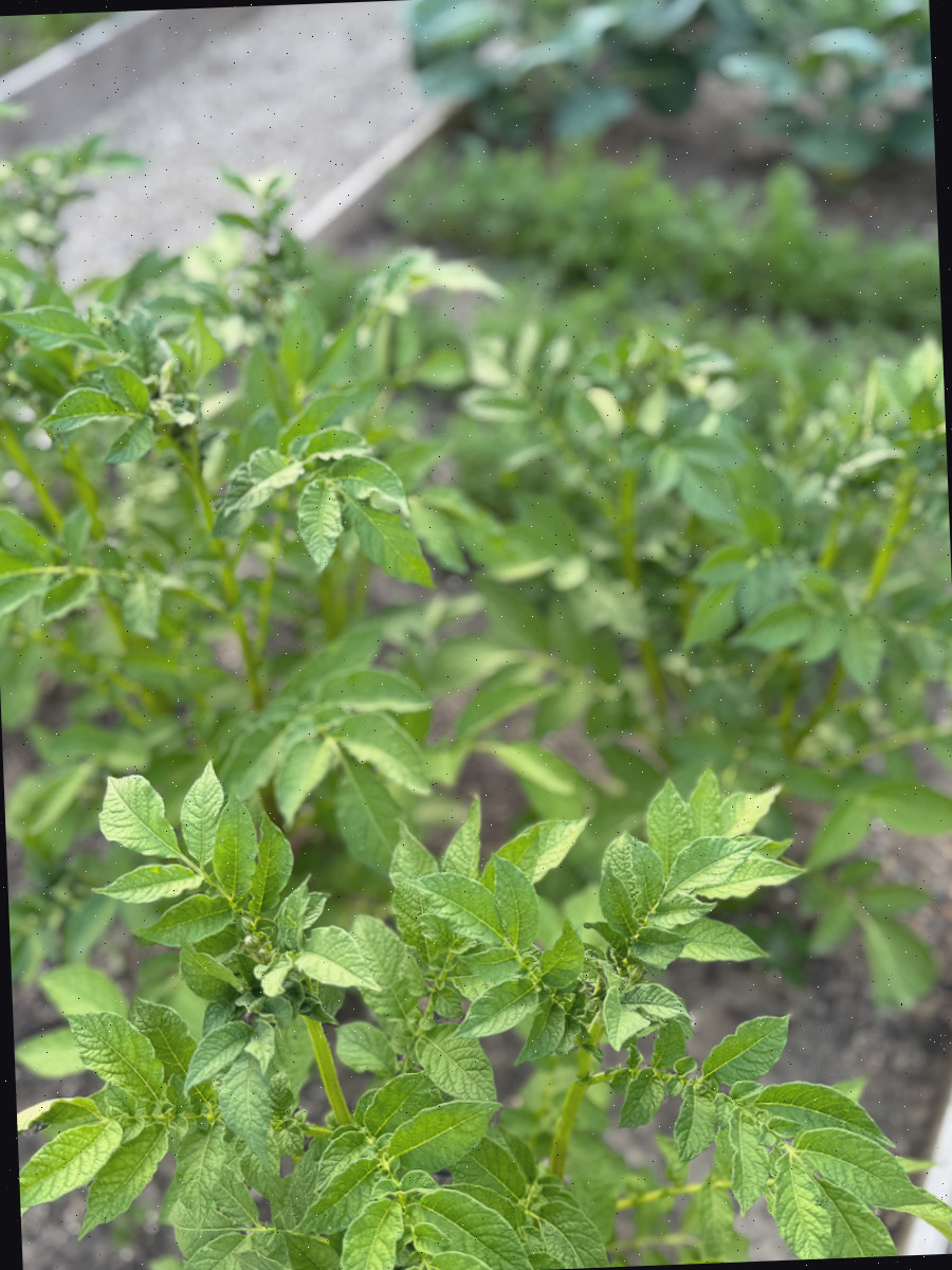 Batatas da horta