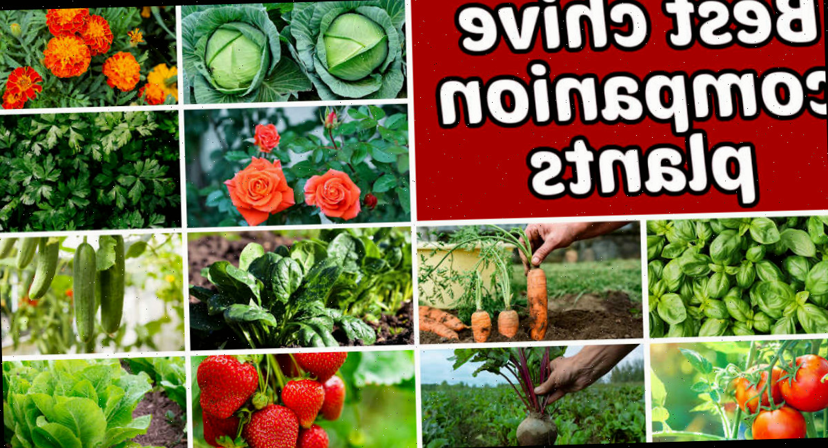 Fileiras de vegetais, ervas e flores em uma montagem. A caixa de texto em tom ferrugem diz Melhores plantas amigas da cebolinha.