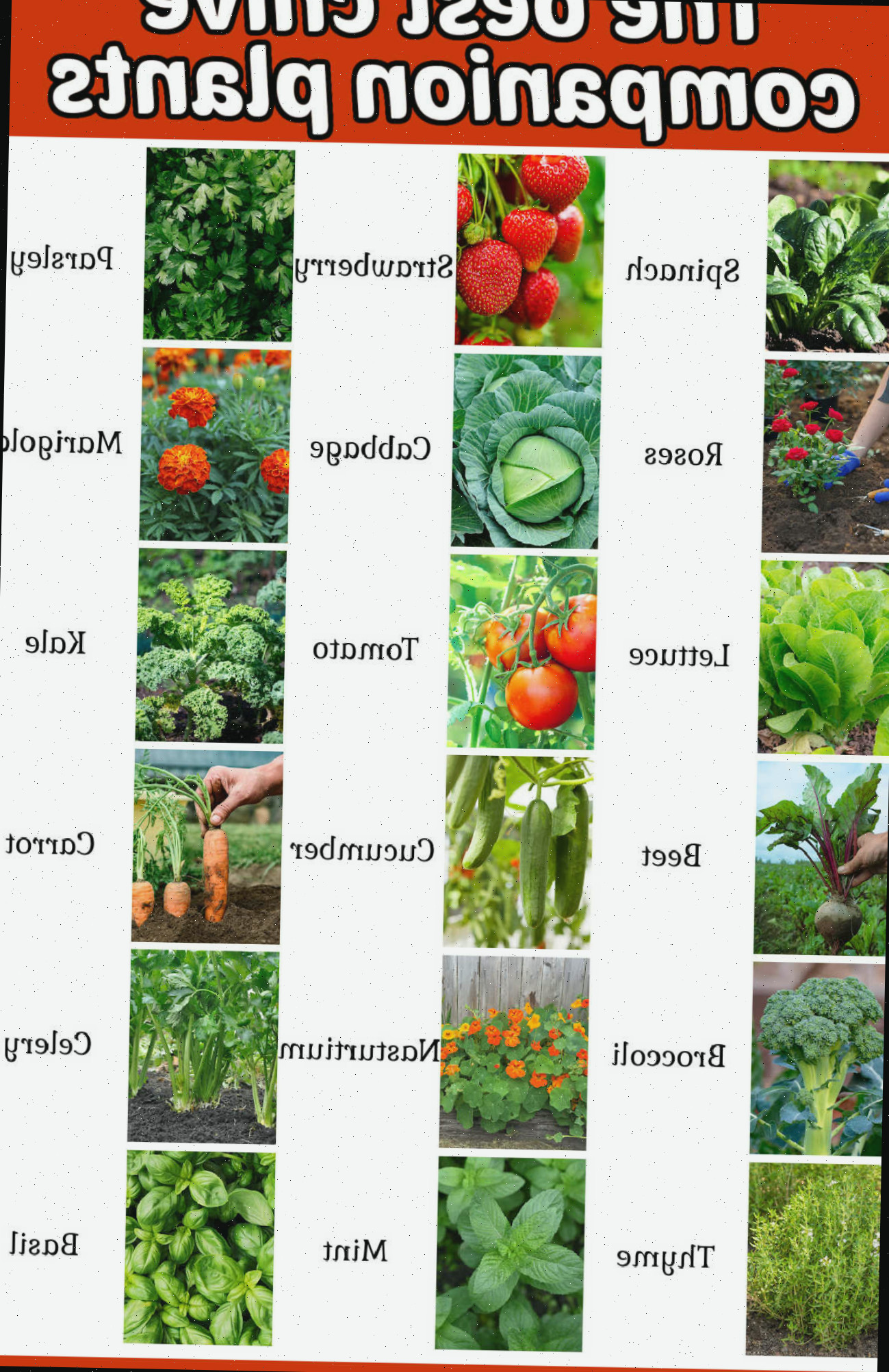 Uma tabela de jardim com colunas de frutas, hortaliças, ervas e plantas, com nomes ao lado. A caixa de texto laranja diz As melhores plantas companheiras da cebolinha.