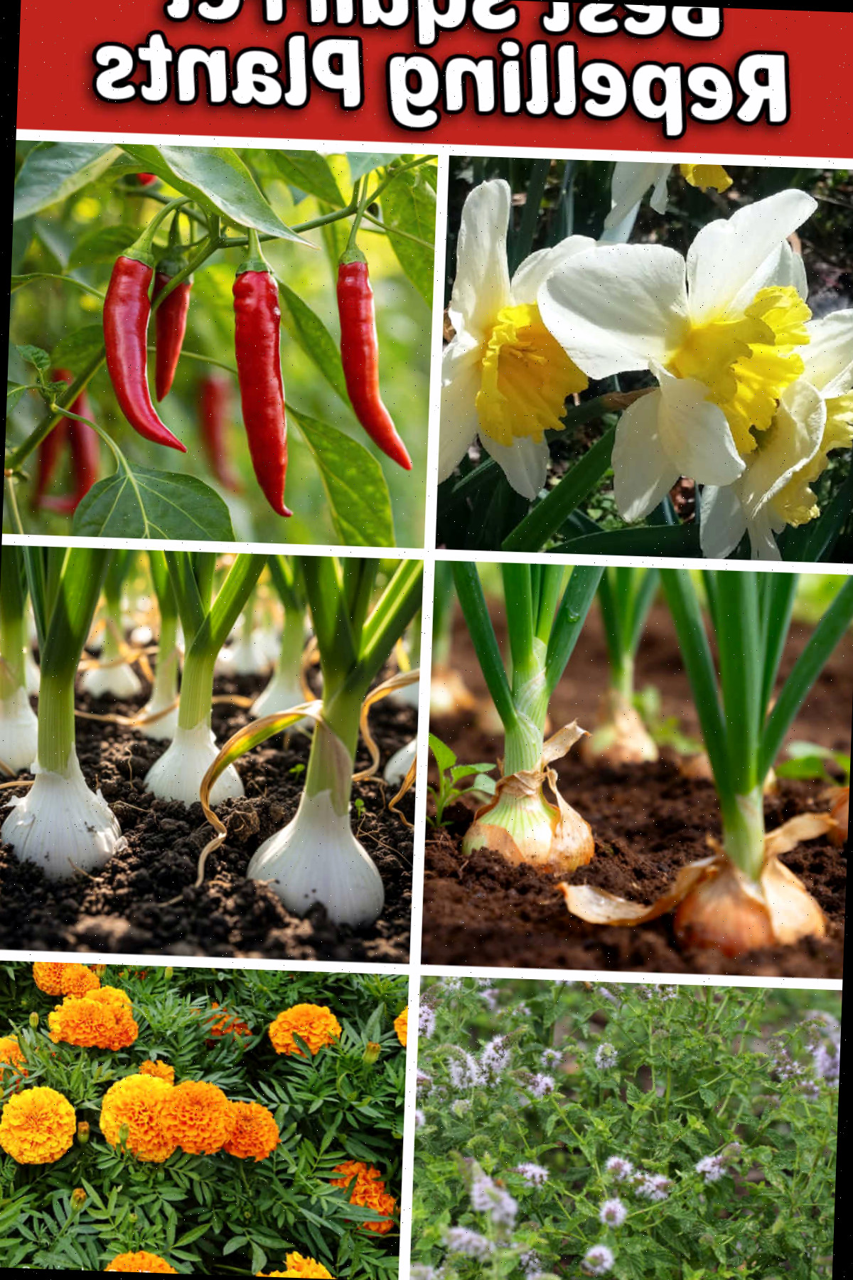 As melhores plantas que repelem esquilos As melhores plantas que repelem esquilos incluem narcisos, pimentas, cebolas, alho, hortelã-pimenta e calêndulas.