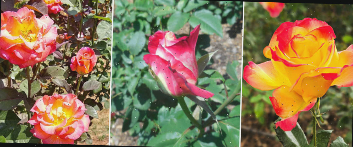 Rosas amarelas e vermelhas, vermelhas e brancas, e rosas e amarelas em um mosaico que representa as cores e os significados das rosas.