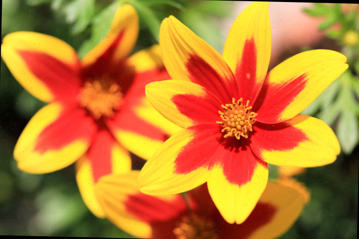 As flores de Bidens são autolimpantes Flores amarelas e vermelhas em forma de estrela de bidens.