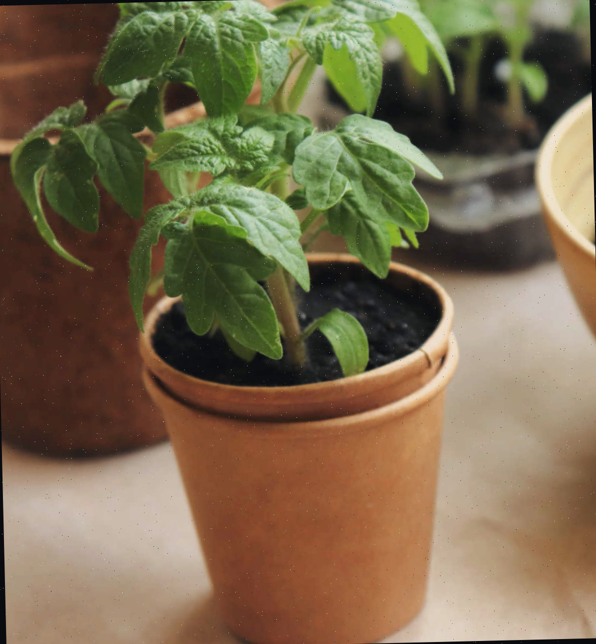 Vasos biodegradáveis para germinar sementes com muda de tomate.