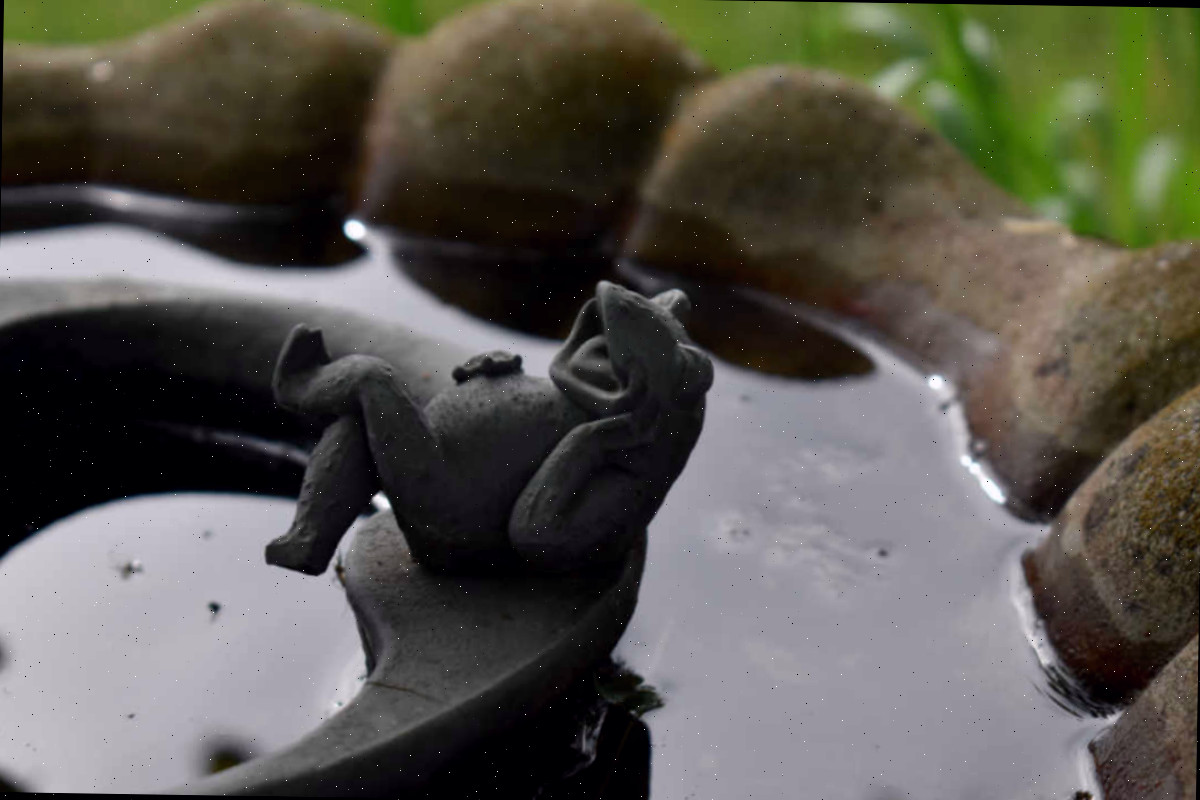 banheira de pássaros com sapo