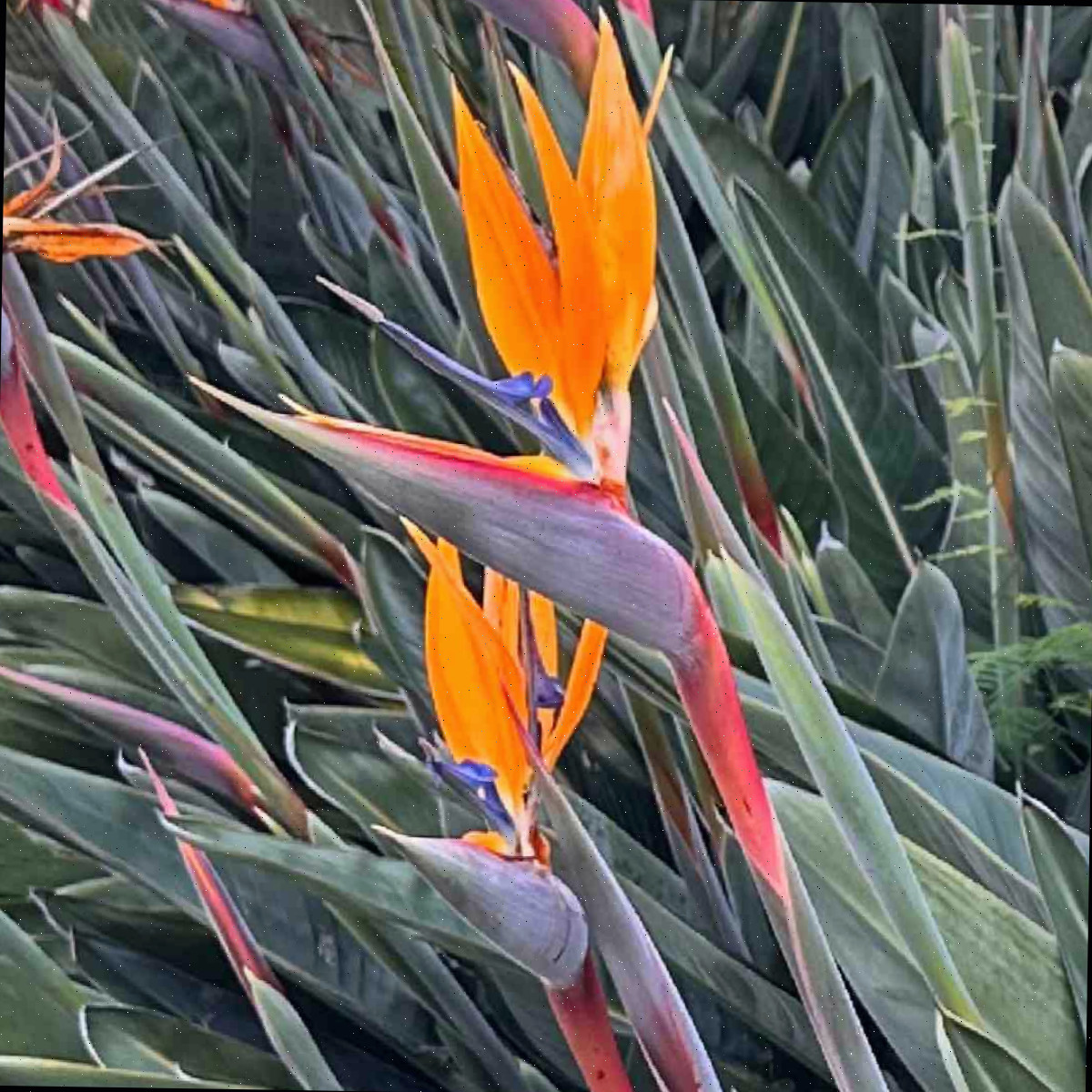 Uma imagem das flores laranjas da planta ave-do-paraíso, conhecida botanicamente como Strelitzia reginae.