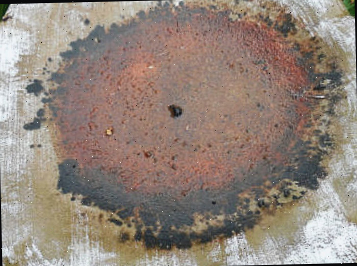 Resíduo em um bebedouro de pássaros sujo Uma foto em close de um bebedouro de pássaros de concreto extremamente sujo, com algas e bactérias presentes.