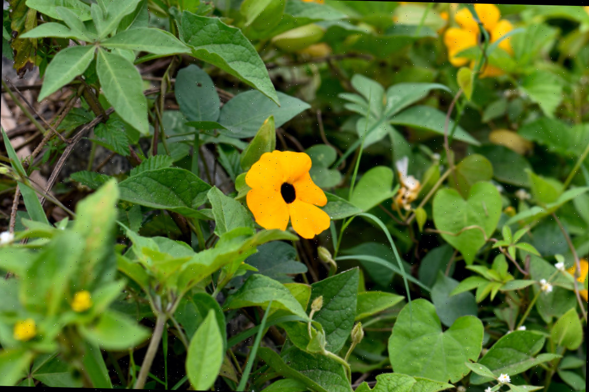 Uma trepadeira de susan-de-olho-preto com flores amarelas e pretas cobrindo uma cerca de tela para proporcionar privacidade.