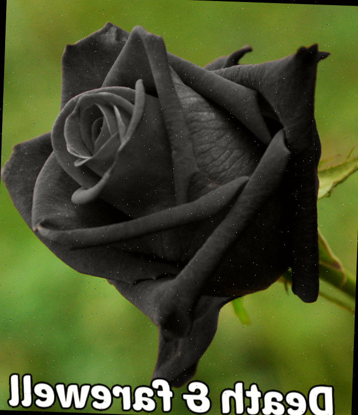 Uma rosa preta sobre fundo verde simbolizando morte, despedida e força.