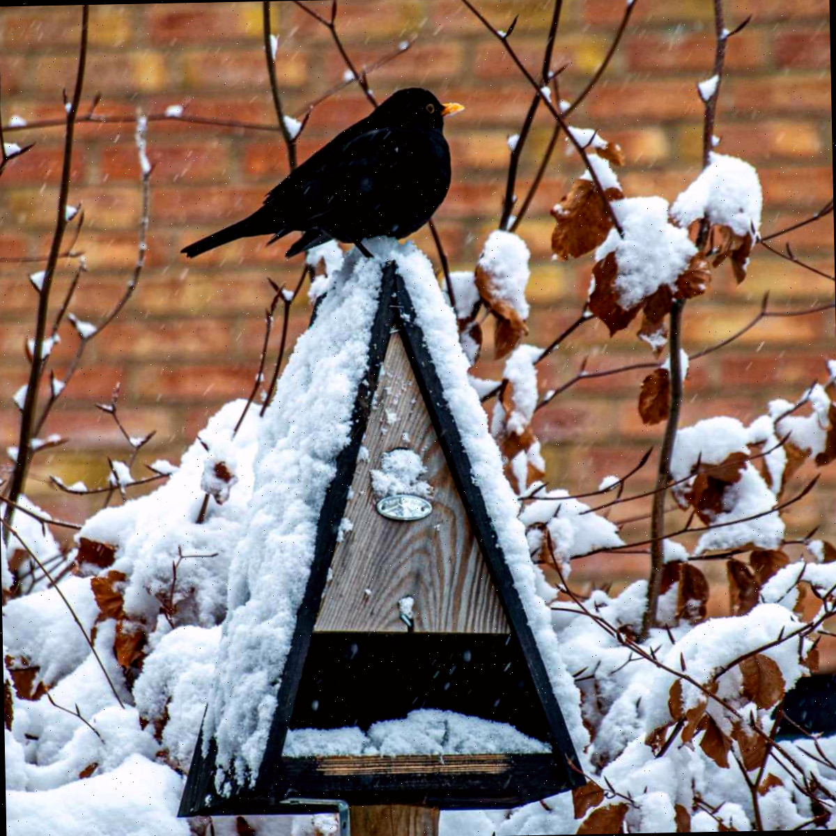Como Atrair Pássaros para o Seu Jardim no Inverno