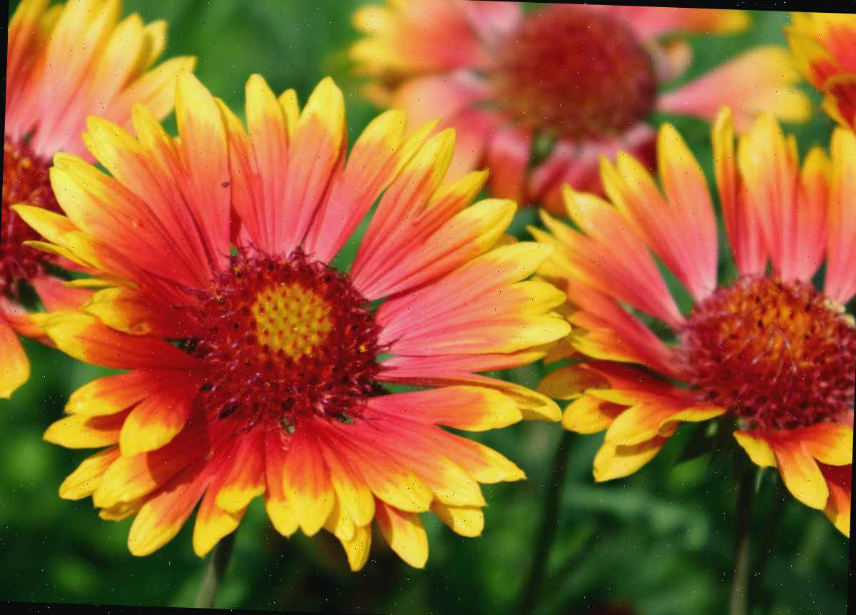 Gaillardia não precisa de deadheading Um close das flores de gaillardia.