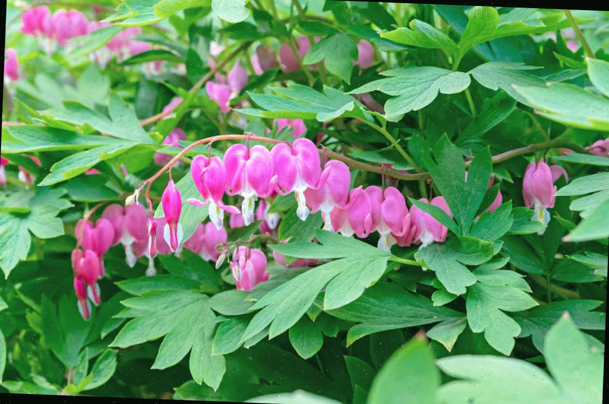 Coração-sangrento - a planta ideal para jardim cottage.
