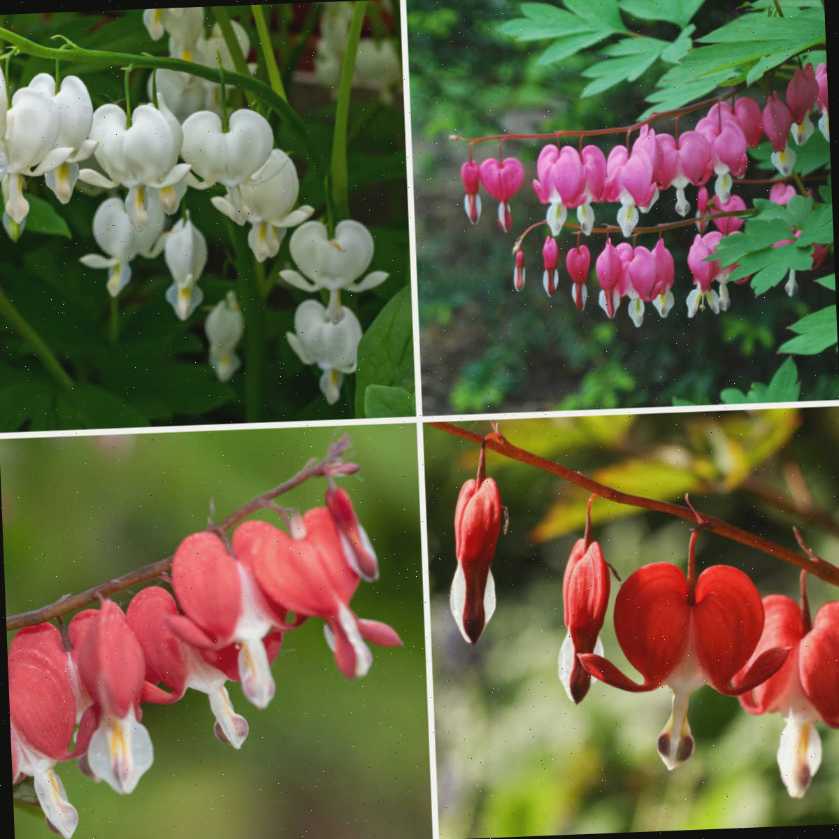 Fotos de flores do coração-sangrento em tons de rosa, branco, vermelho e coral.