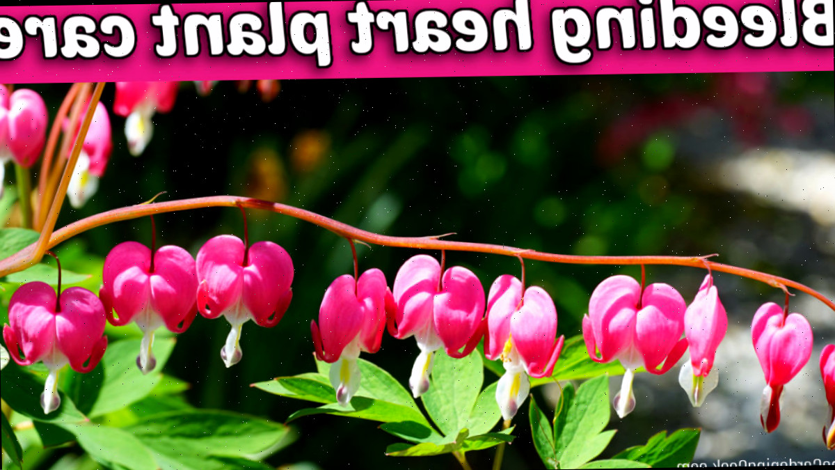 Uma fileira de flores de Lamprocapnos spectabilis ao lado de uma caixa de texto rosa que diz Cuidados com o Coração-Sangrento.