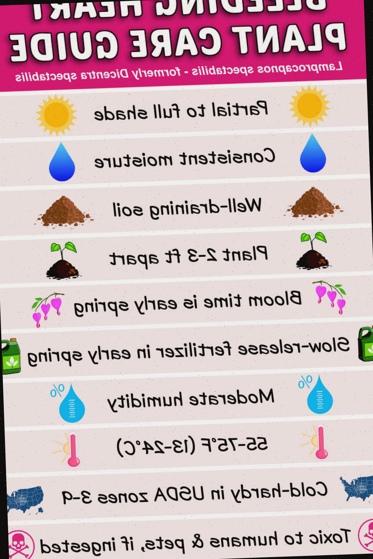 Um material imprimível com orientações para cultivar plantas coração-sangrento. O texto diz guia de cuidados com o coração-sangrento.