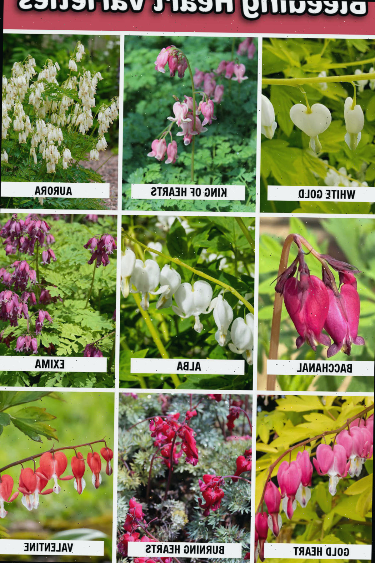 Uma montagem com imagens de diferentes cores de flores e tons de folhas de Lamprocapnos spectabilis. Texto rosa diz Variedades de Coração-Sangrento.