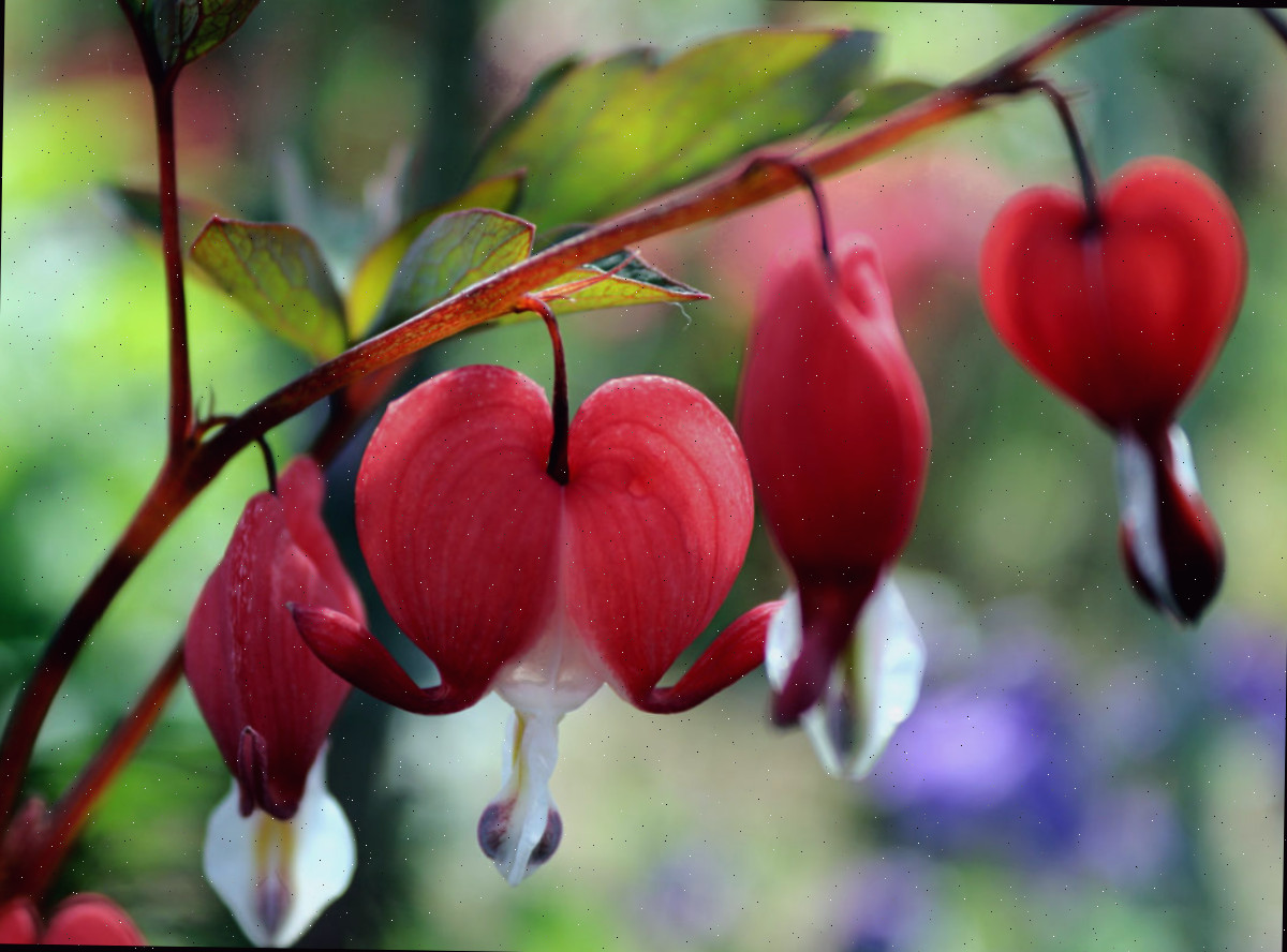 Planta de Coração Sangrando Vermelho. Flores da planta Coração Sangrando vermelho.