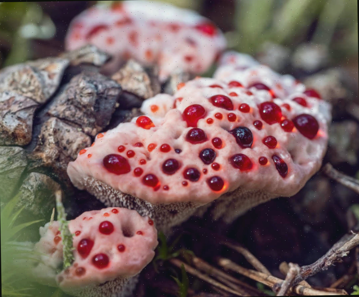 Fungo dente que sangra Hydnellum peckii – também conhecido como fungo dente que sangra, com esporos vermelhos crescendo na superfície.