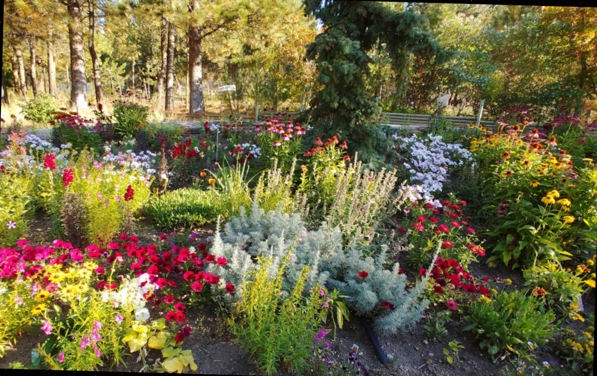 Flores para um jardim cottage com trilhas e árvores.