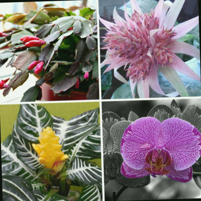 Plantas de Interior Floridas - 15 Plantas Internas Floridas para Cor e Conforto