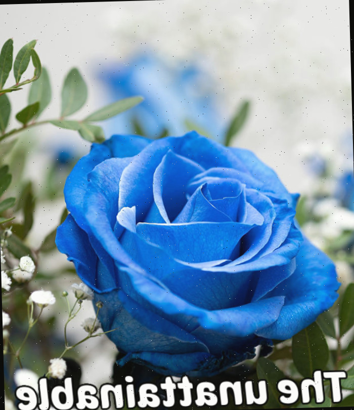 Uma rosa azul e flores de alyssum, simbolizando mistério, o impossível e singularidade.