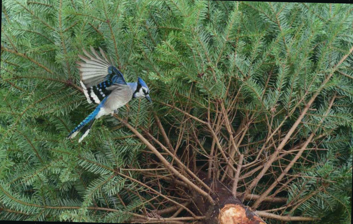 Guarde as árvores de Natal velhas para abrigo dos pássaros. Gaio-azul pousando nos ramos de uma velha árvore de Natal descartada.