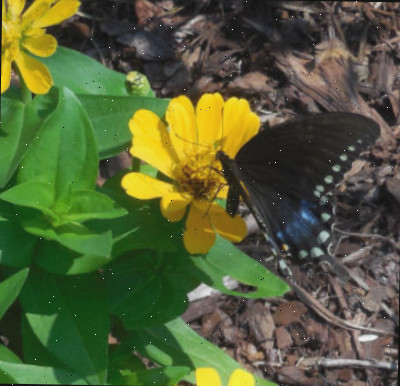Borboleta-rabo-de-andorinha azul em uma zínia amarela