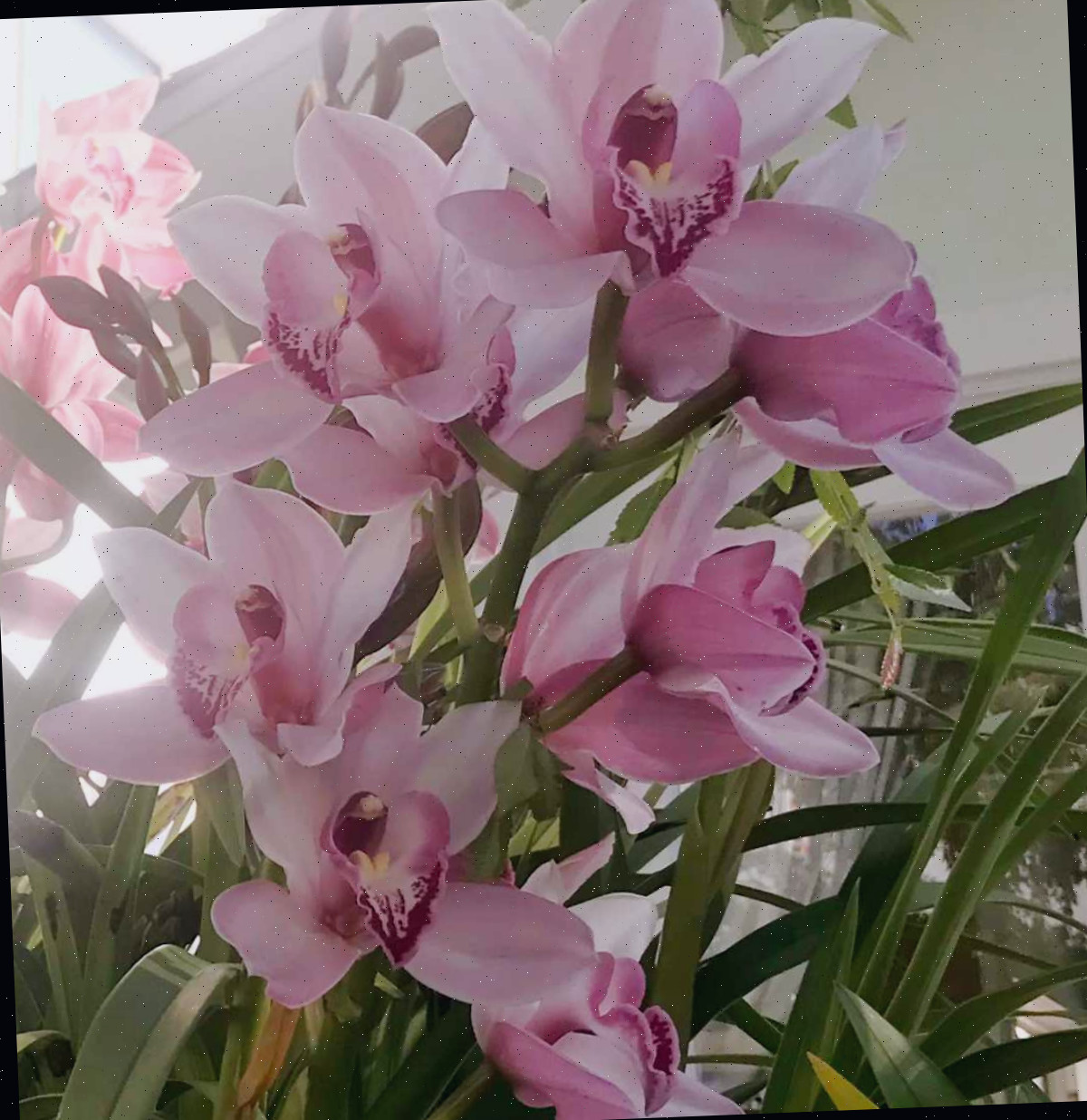 Um grupo das belas flores rosas de uma orquídea barco (Cymbidium spp.) e sua folhagem em frente a uma casa de cor creme.