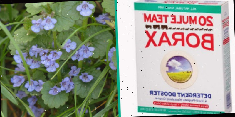 Caixa de borato ao lado de Charlie rastejante em flor.