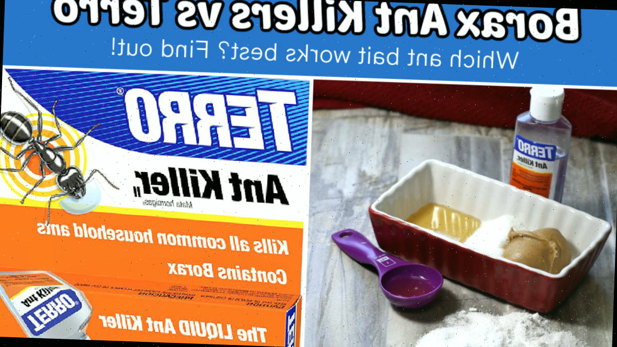 Uma colagem mostrando os ingredientes em venenos para formigas com bórax versus veneno líquido Terro para descobrir qual teve melhor desempenho.
