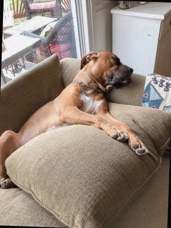 Essas dicas práticas ajudarão você E seus pets a sobreviver a seu próximo grande projeto de remodelação de casa com facilidade!