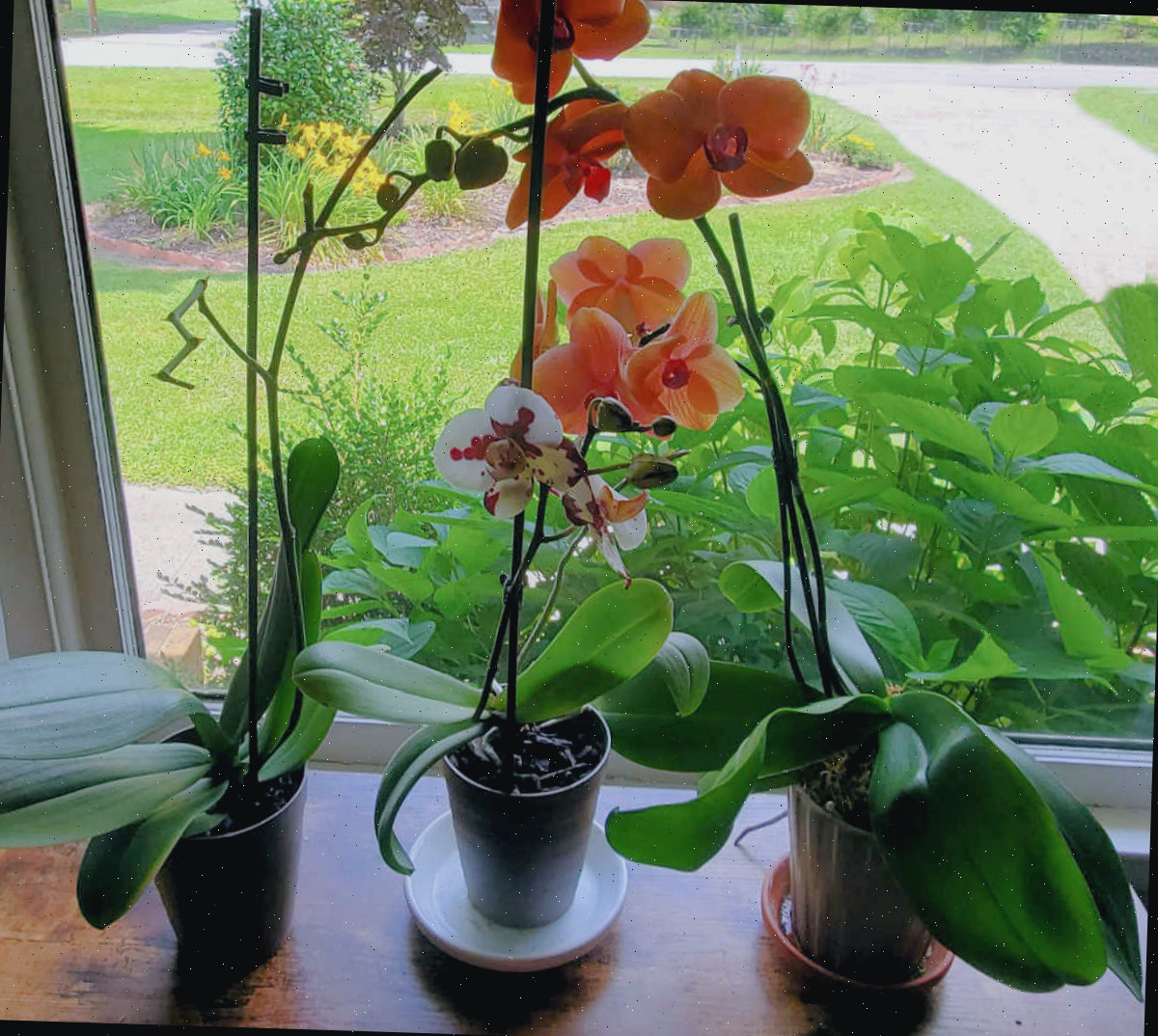 Três orquídeas Phalaenopsis em uma mesa de madeira em frente a uma janela com luz brilhante e indireta.