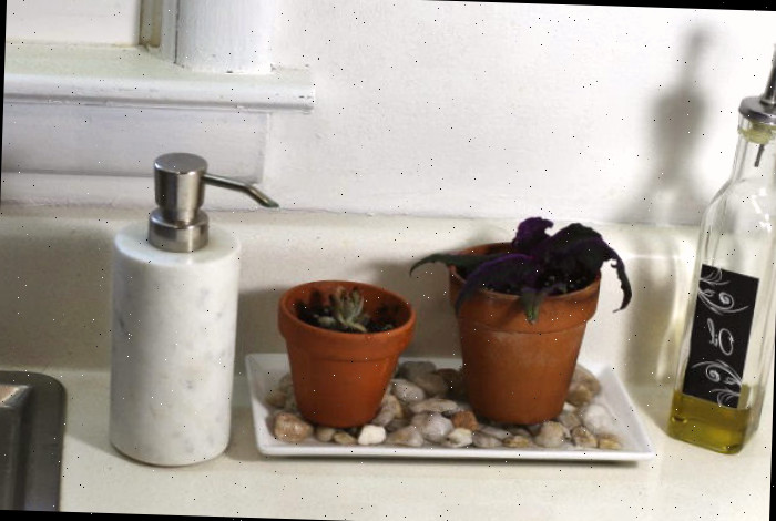 Estacas de plantas em uma bandeja de umidade sob luz solar intensa