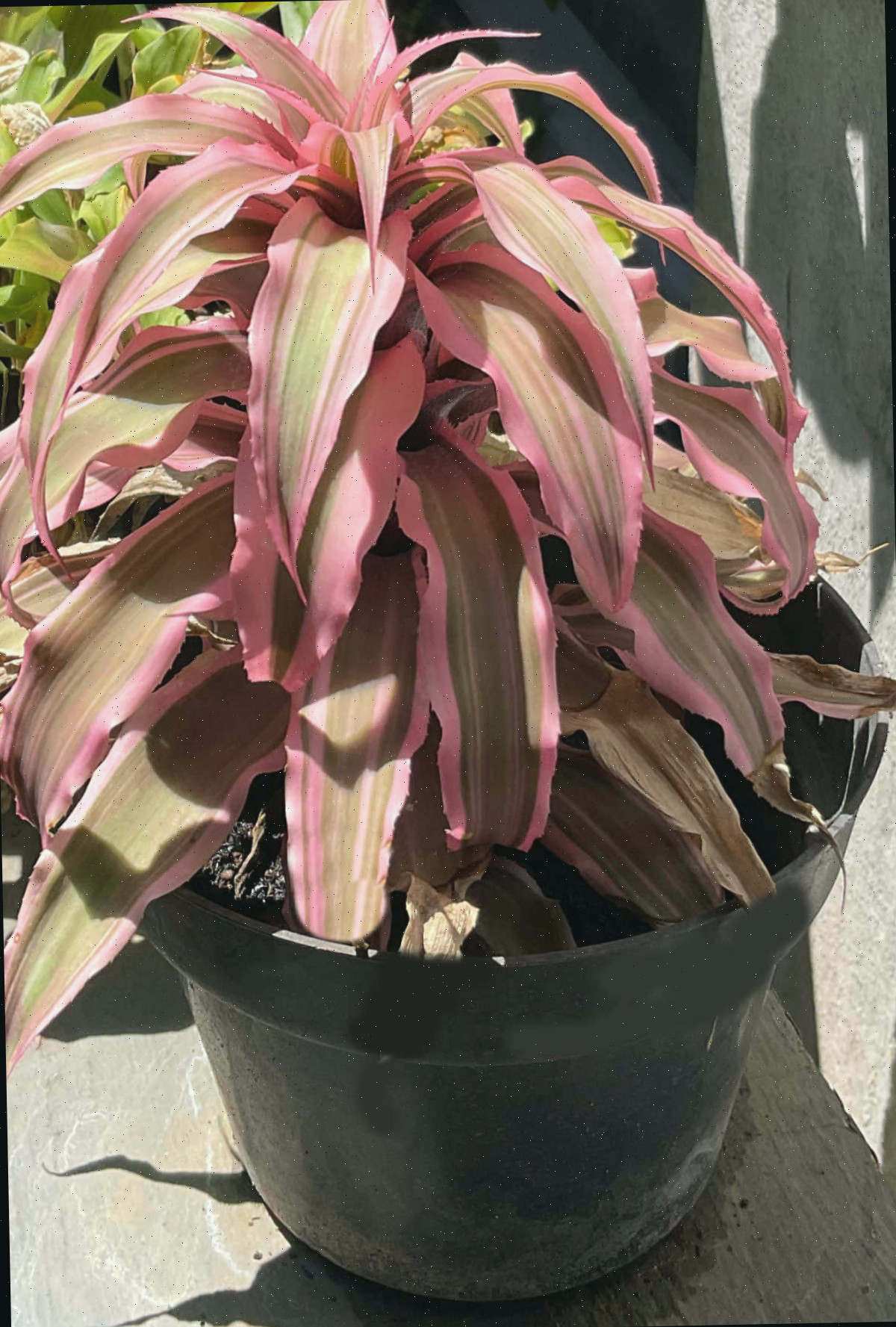 Estrela-da-Terra bromélia em um vaso preto com outras plantas sobre uma soleira de janela.