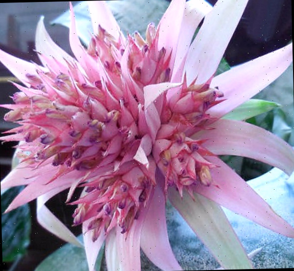 bromélia tropical em flor Flor de bromélia aechmea fasciata