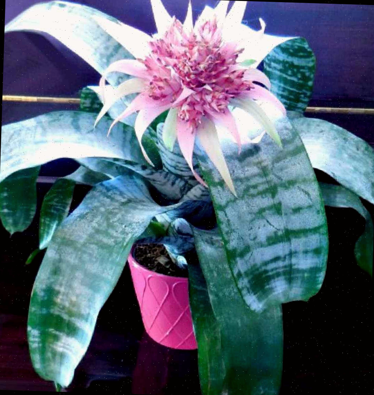 Planta bromélia com uma flor rosa.