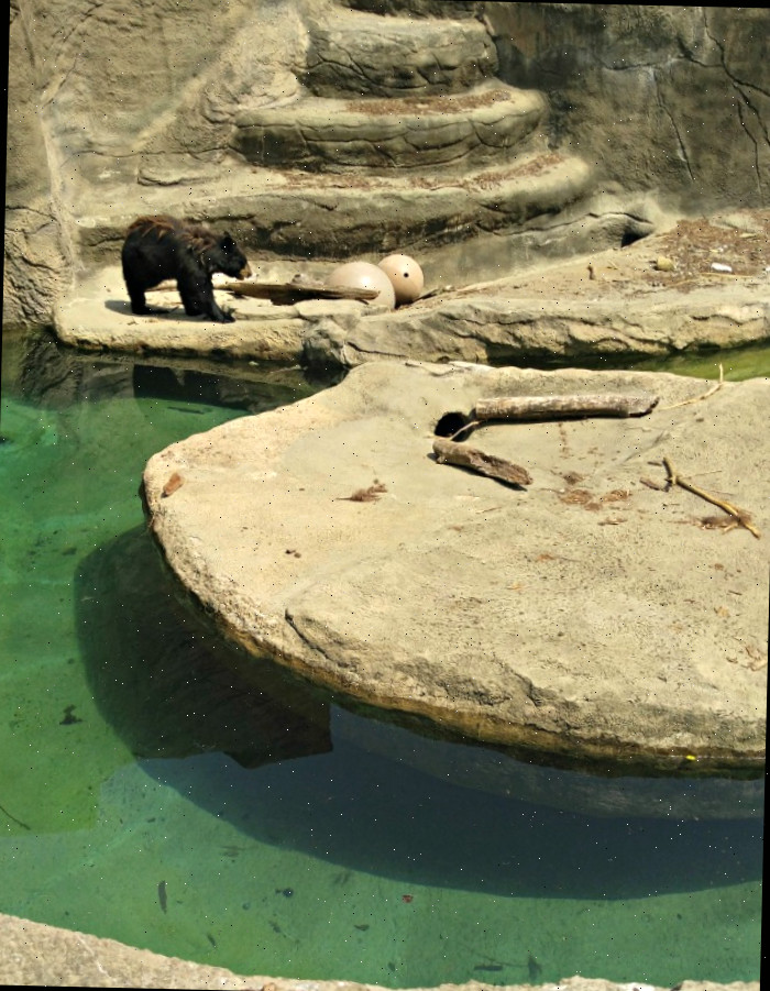Exibição de urso marrom