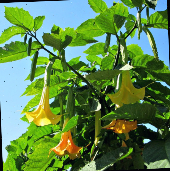 planta de brugmansia com flores amarelas planta de brugmansia florindo sob a luz do sol