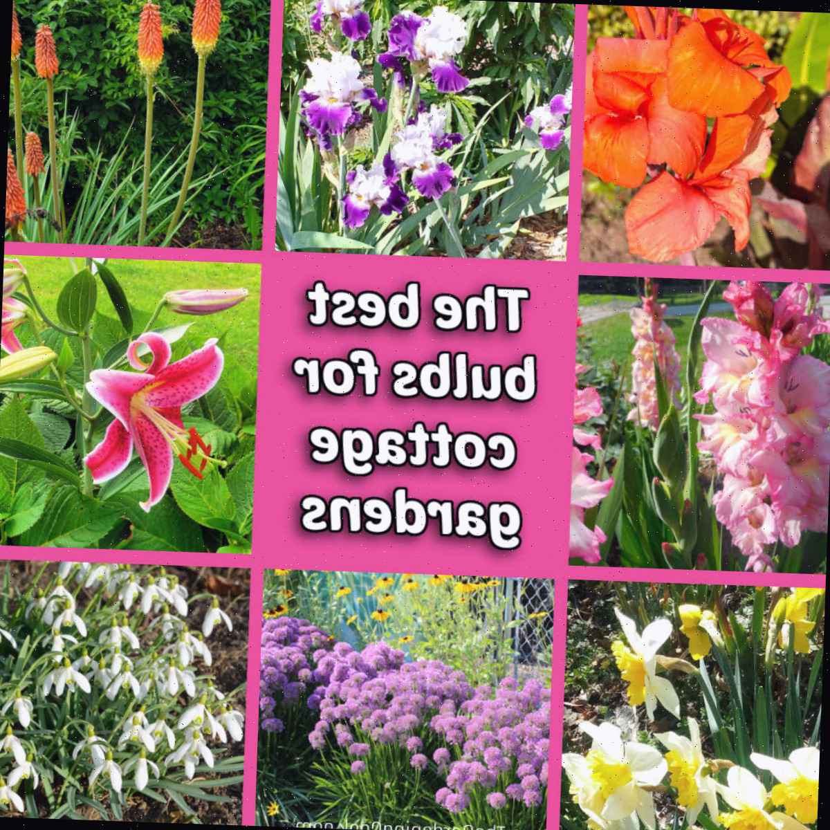 Imagens dos melhores bulbos para jardins cottage, incluindo lírios orientais, gladíolos, alho-ornamental, lírios-de-fogo, íris e mais.