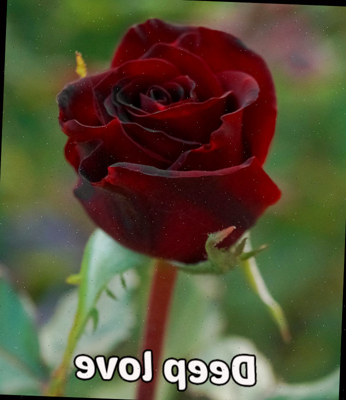Uma única rosa bordô sobre fundo verde simbolizando elegância, realeza, beleza e amor profundo.