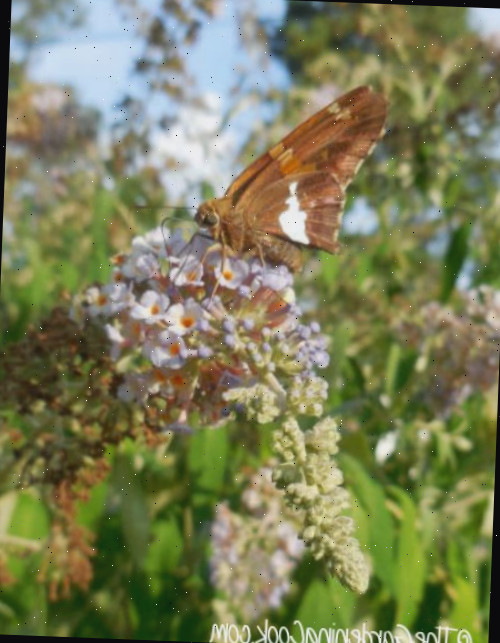 Uma borboleta repousando sobre uma enorme flor.