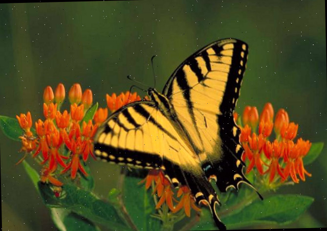 Asclépia-tuberosa e borboleta-rabo-de-andorinha.