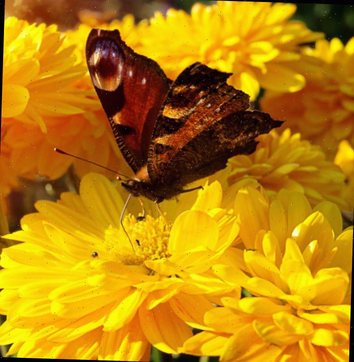 As borboletas apreciam cores vibrantes, como esta flor amarela