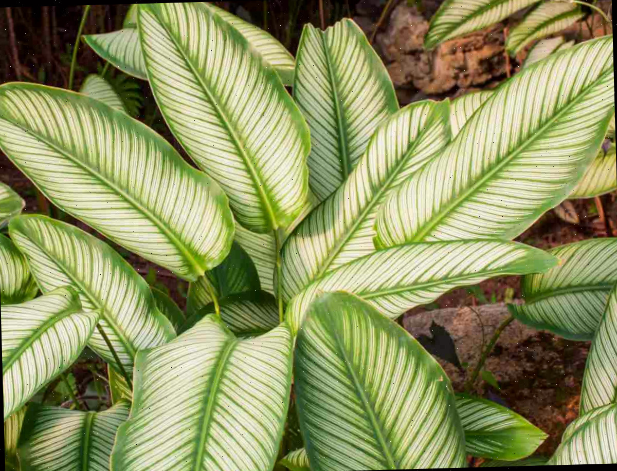Folhas listradas em verde e branco da planta calathea
