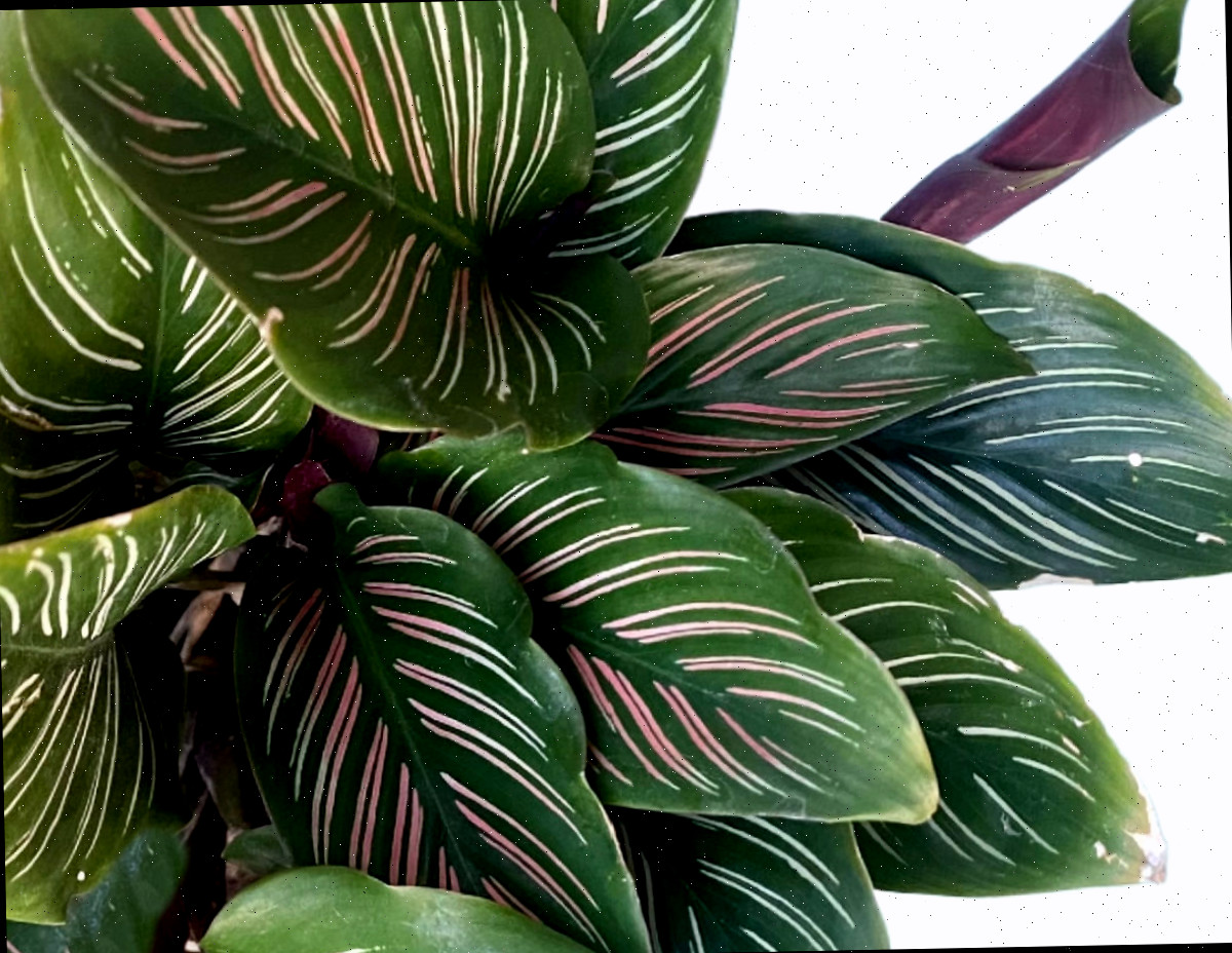 Folhas listradas de uma planta calatéia.