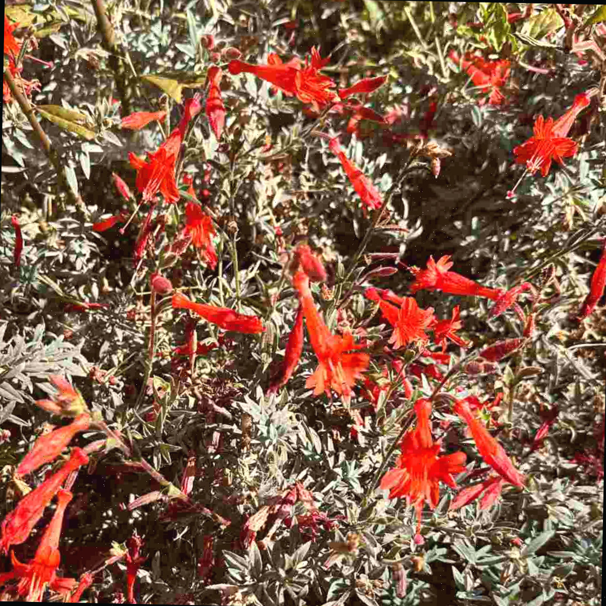 Uma imagem em close de um arbusto florido amarelo, comumente chamado de fúcsia-da-Califórnia e conhecido botanicamente como Epilobium canum.