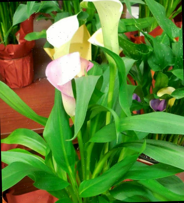 Copo de leite em flor Copo de leite em flor