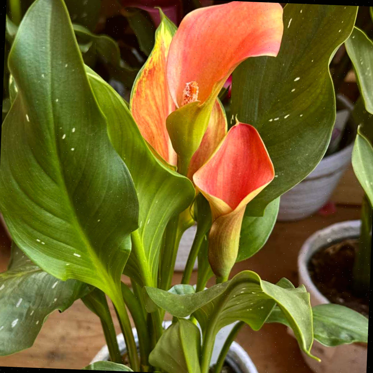 Uma cala Cameo laranja, também chamada de Zantedeschia Cameo, em um vaso sobre uma estante rodeada por outras calas, com suas folhas à mostra.